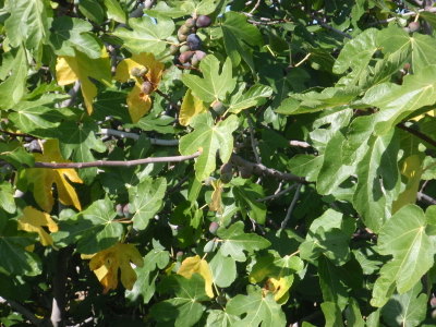 Fig tree.